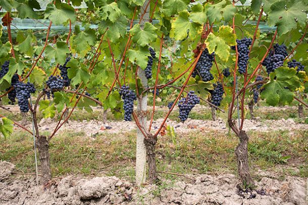 Nebbiolo